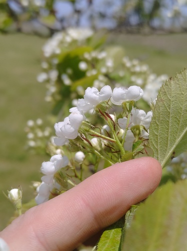 Crataegus succulenta, photograph 6