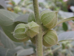 Withania somnifera