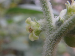 Withania somnifera
