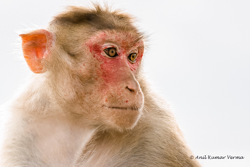 Bonnet Macaque (Macaca radiata) - Know Your Mammals