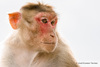 Bonnet Macaque - Photo (c) Anil Kumar Verma, some rights reserved (CC BY-NC), uploaded by Anil Kumar Verma