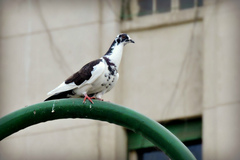 Columba livia domestica