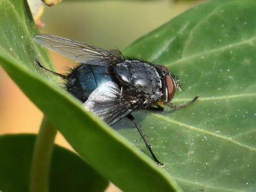 Orange-bearded Bluebottle Fly, Groesbeek, Nederland, photo 7 of 10