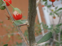 Lycium