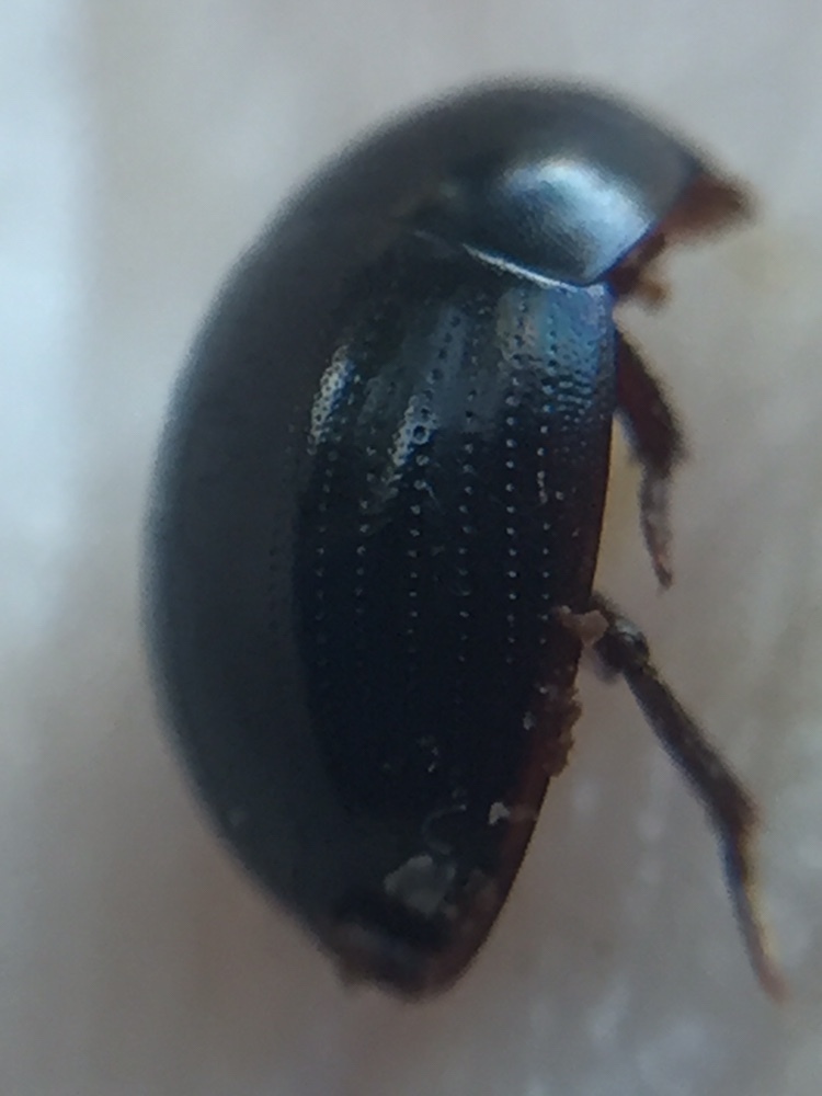 Cylominae