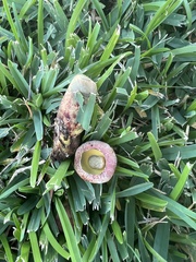 Pulchroboletus rubricitrinus image