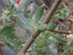 Lycium