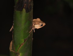 Polypedates otilophus