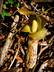 Arisaema nepenthoides