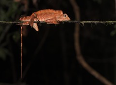 Gonocephalus bornensis