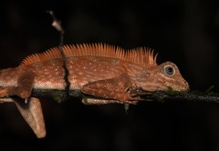 Gonocephalus bornensis