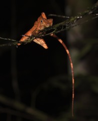 Gonocephalus bornensis