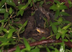 Occidozyga laevis