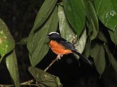 Copsychus stricklandii