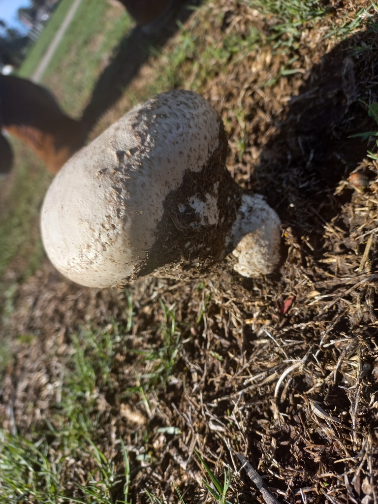Calvatia cyathiformis · May 2023 · photo: © ariadnat (iNaturalist, cc-by)