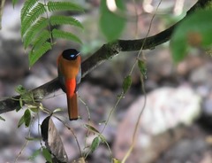 Harpactes duvaucelii