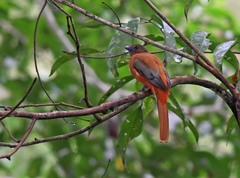 Harpactes duvaucelii