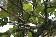 Chrysococcyx xanthorhynchus