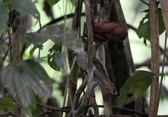 Cacomantis sonneratii