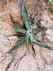 Agave sobria