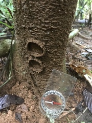 Quindina albomarginis