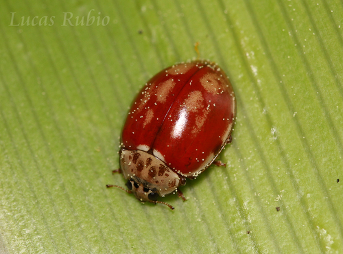 Cream-streaked Ladybird, photo 8 of 8