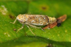 Latalus