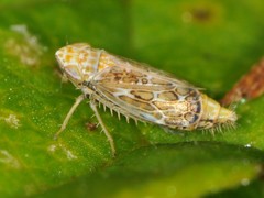 Latalus