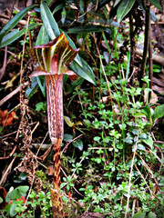 Arisaema nepenthoides