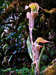 Arisaema nepenthoides