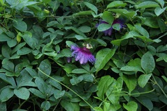 Passiflora incarnata × cincinnata