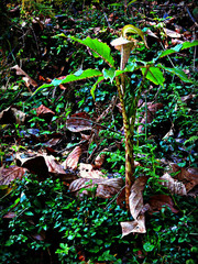 Arisaema nepenthoides