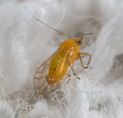 Heteropsylla