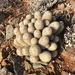 Mammillaria albicans - Photo (c) jrebman, some rights reserved (CC BY-NC), uploaded by jrebman