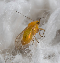 Heteropsylla