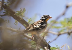 Emberiza poliopleura