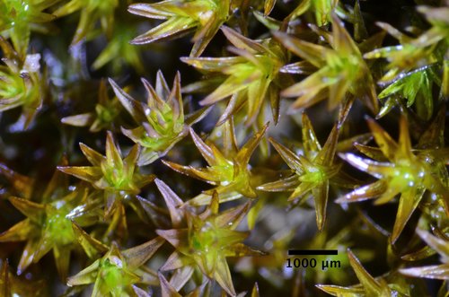 Scouleriaceae