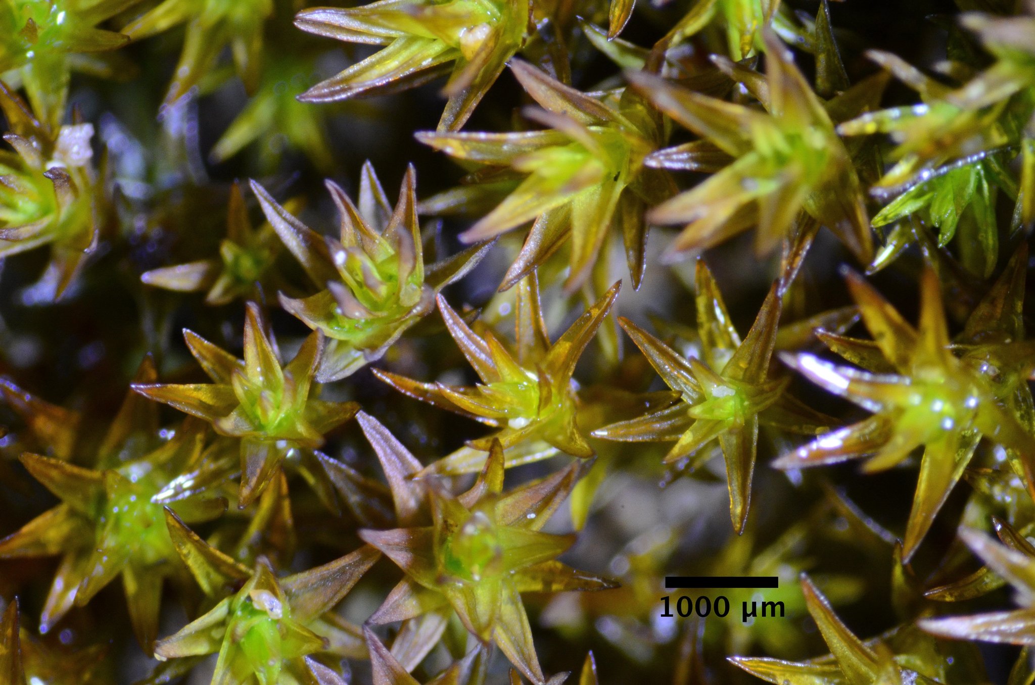 Scouleriaceae