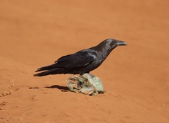 Corvus edithae
