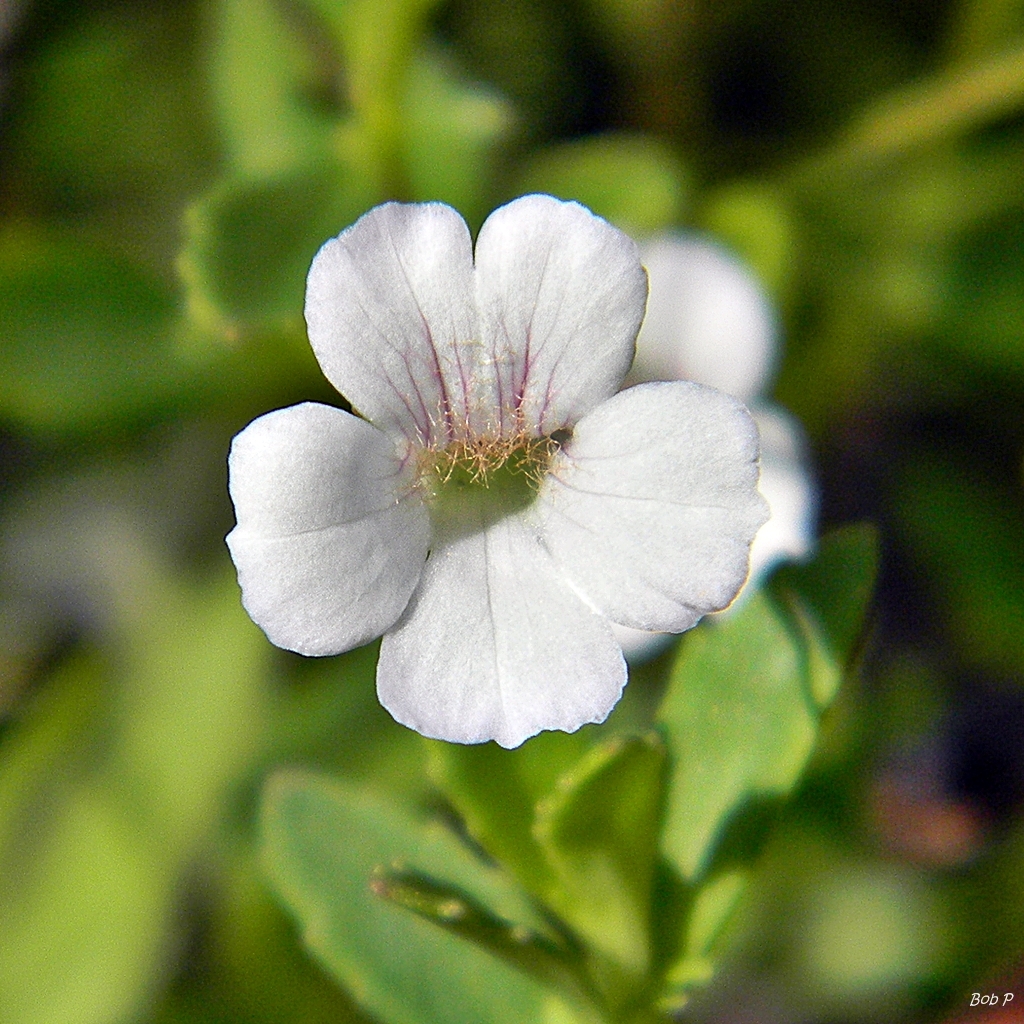 Mecardonia acuminata