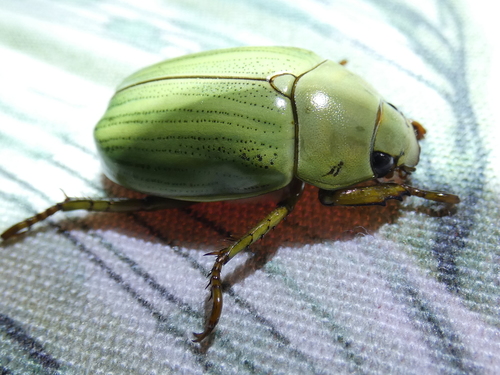 Pelidnota prasina