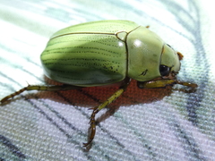 Pelidnota prasina