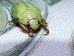 Pelidnota prasina
