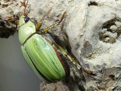 Pelidnota prasina