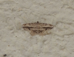 Chiasmia simplicilinea