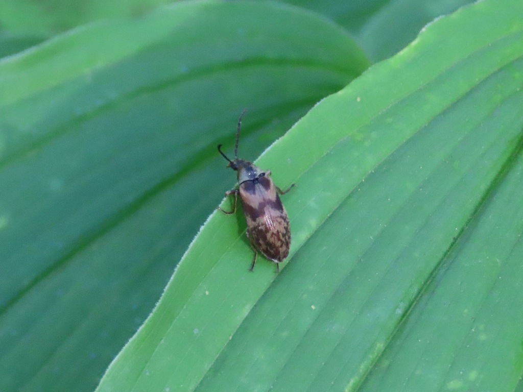 Araeopidius monachus