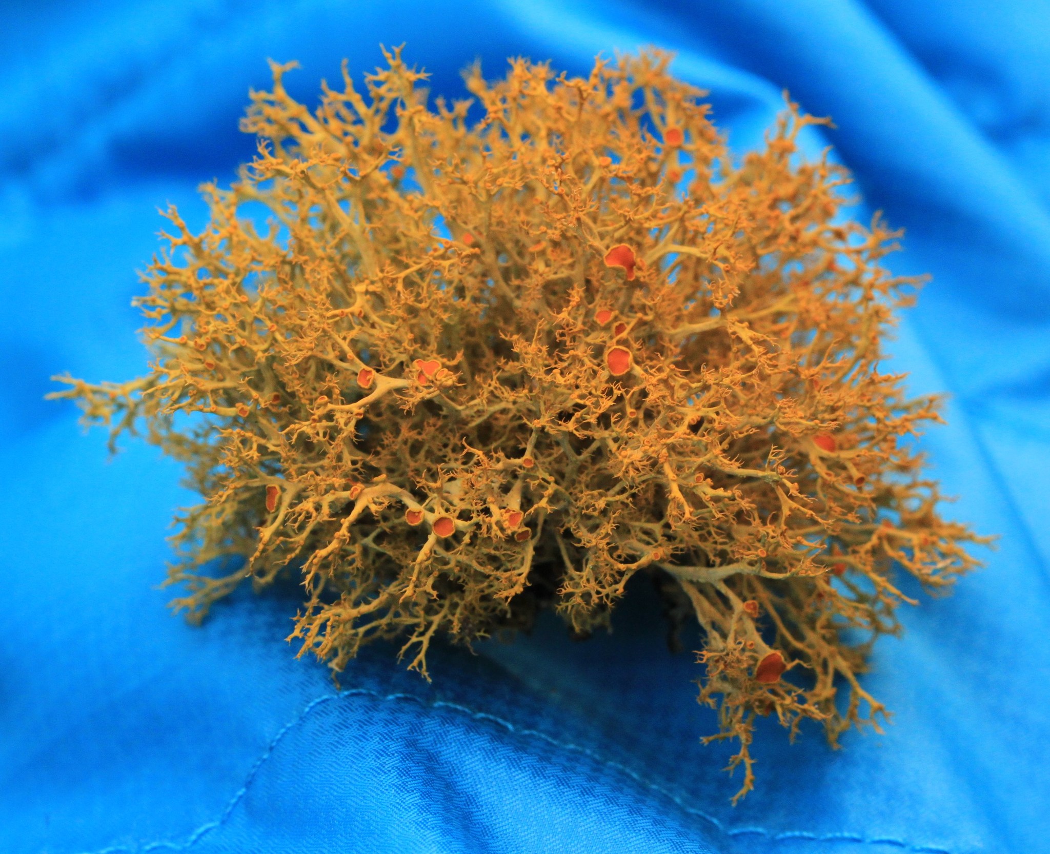 Teloschistes flavicans image