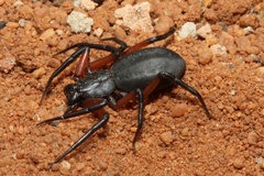 Platyoides walteri