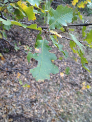 Quercus × morehus