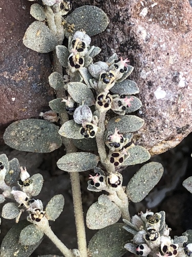Euphorbia taluticola